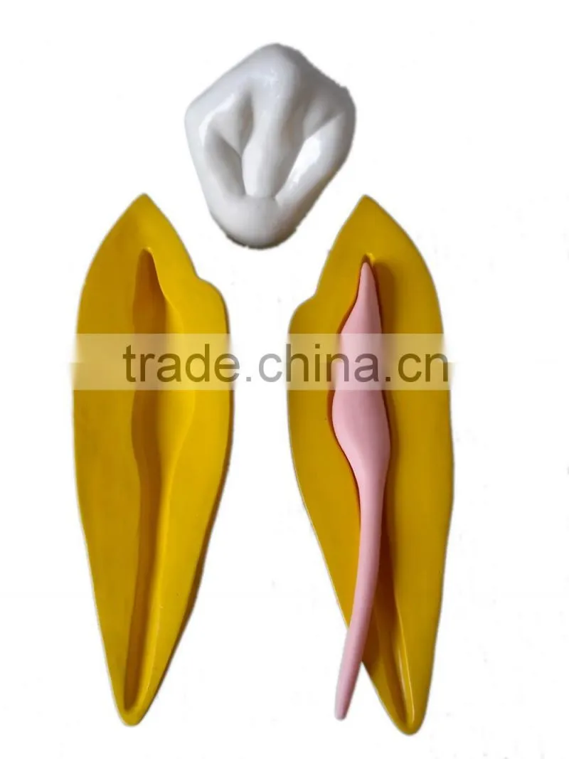 Dental 15 times permanent teeth decomposition model DEA-37