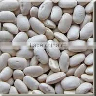 Green Mung Beans In China