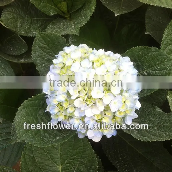 supply high quality of Hydrangea from china
