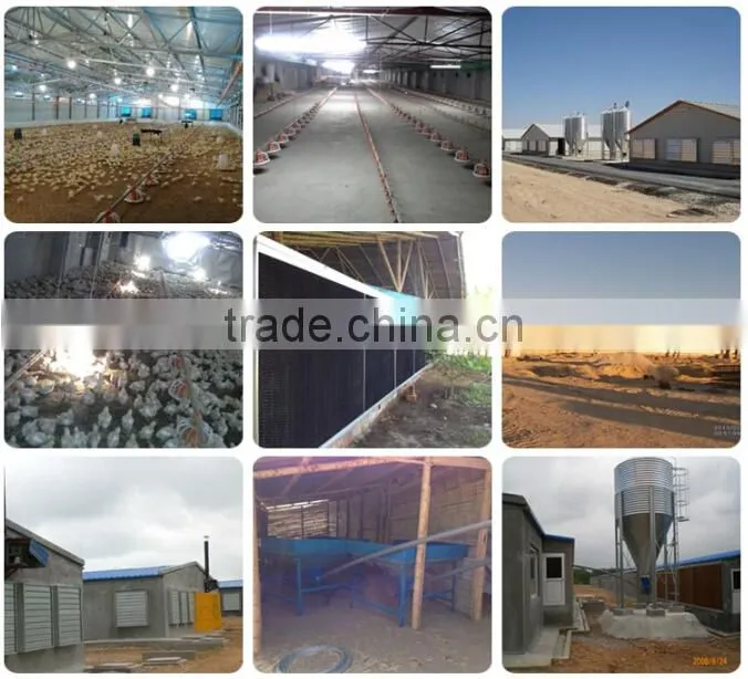 Eonomical commercial steel frame broiler chicken house