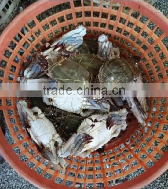 Frozen Whole Blue Swimming Crab