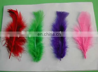 pheasant colorful feather, chicken feather