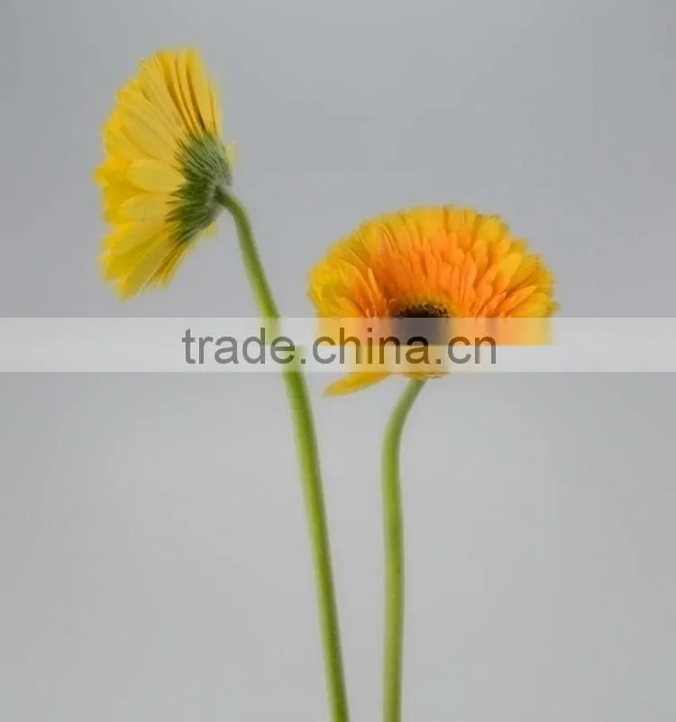 Fresh cut Champagne yellow gerbera