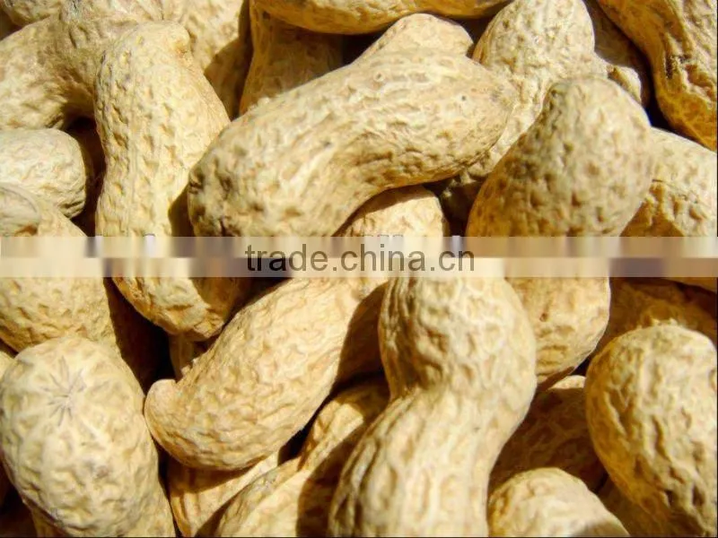Shandong new crop best price peanut in shell for sale