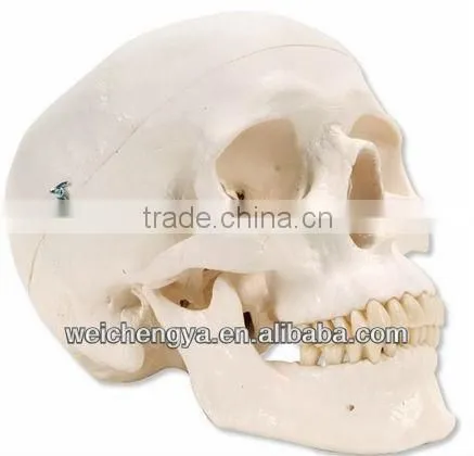 Classic Life-Size Skull Model