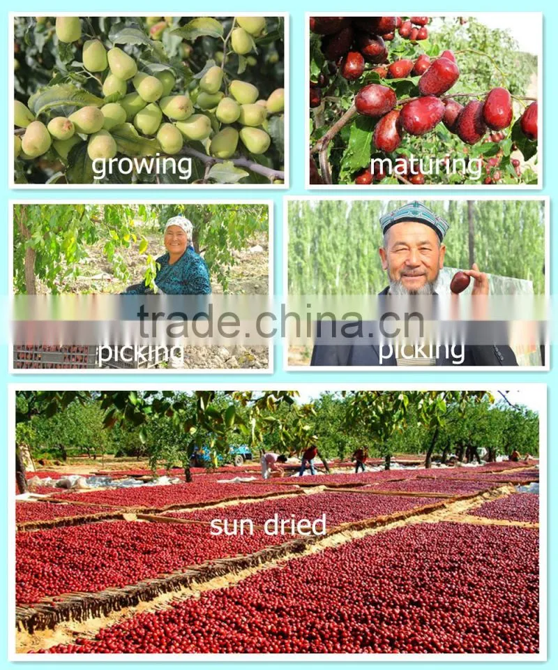 manufacture chinese dried red dates jujube