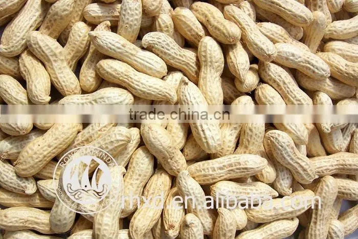 Roasted peanut in shells