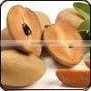sapota