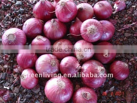 sell good quality Onion in china
