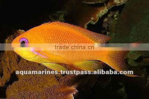 Sri Lanka Tropical Fish Aquarium Fish Ornamental Fish