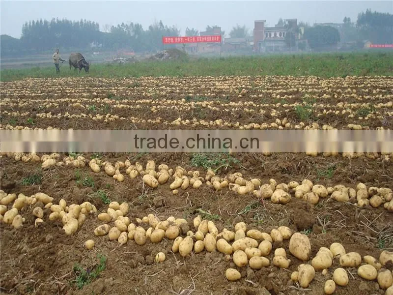 Rich Experience Manufacturing potatoes harvester machine (Skype:mayjoy61)