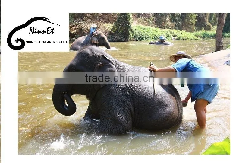 Wood Carved Elephant from Thailand
