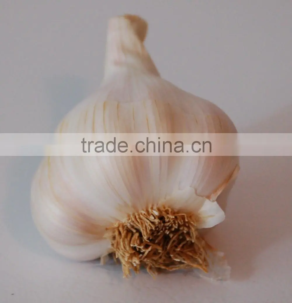 China fresh white garlic price