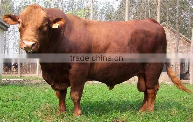 sell animal cattle ear tag,laser ear tag