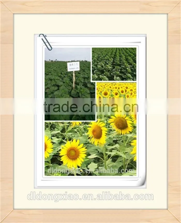 China, Hot Sale Raw Sunflower Seeds,2014
