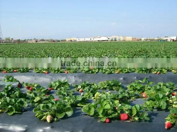 black mulch plastic mulch film for agriculture