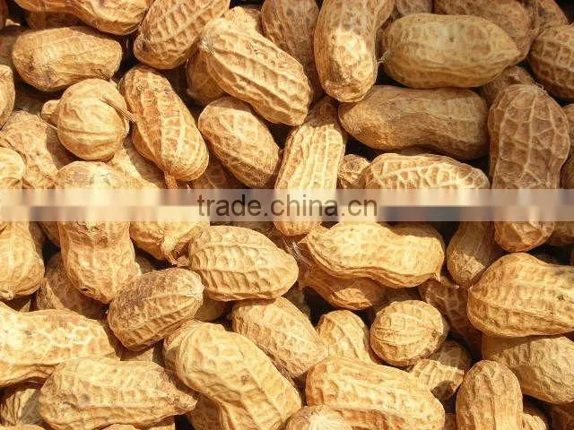 Roasted salted peanuts in shell
