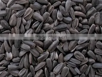 High Quality Black sunflower seeds for oil production, SUNFLOWER SEEDS