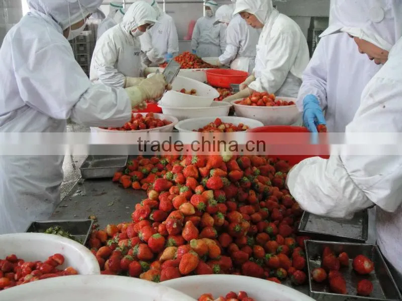 IQF frozen peeled ginger, chinese golden supplier