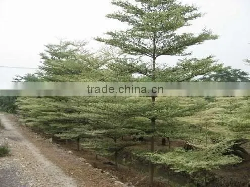Terminalia Mantaly Tricolor Tree, Outdoor Plant, Variegated Madagascar Almond