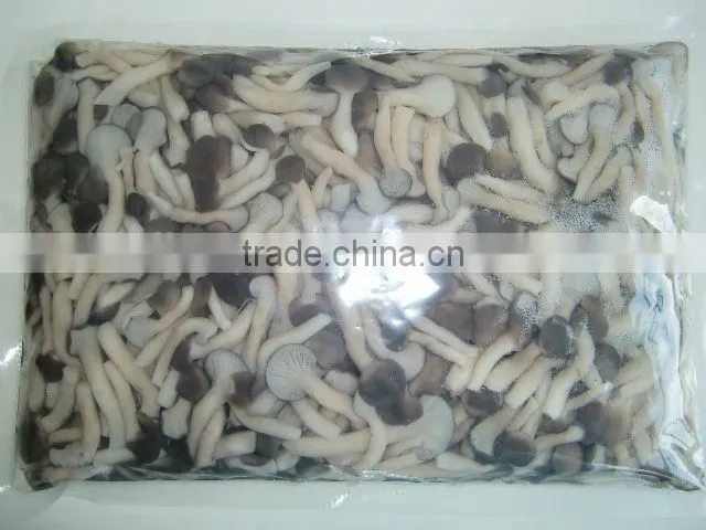 good quality brined shimeji mushroom in drum