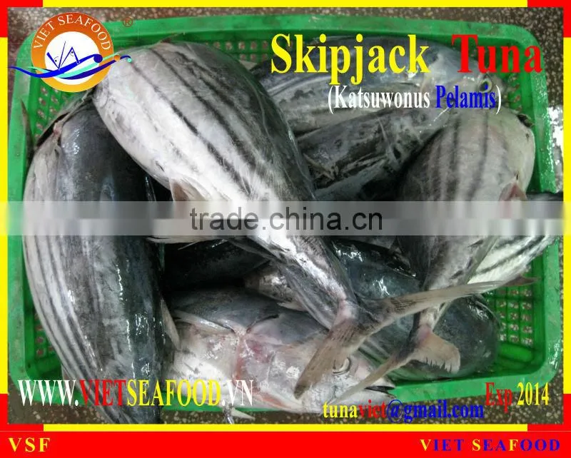 FROZEN W/R SKIPJACK TUNA