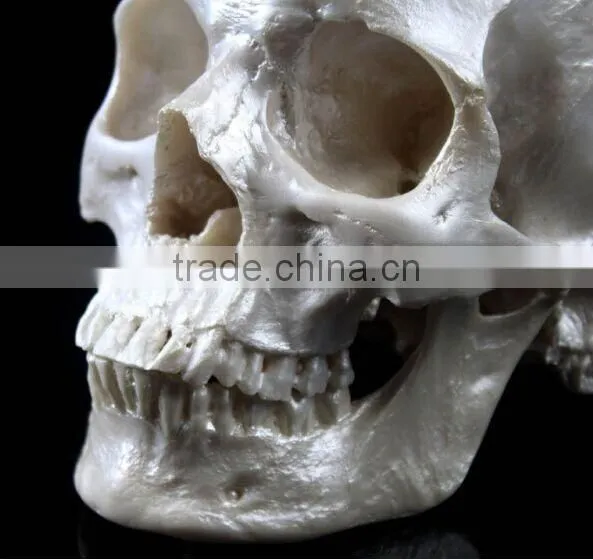 Human Resin Skull Model for Halloween