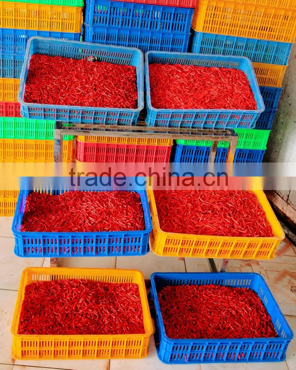 Frozen Hot Red Chili Pepper from Vietnam