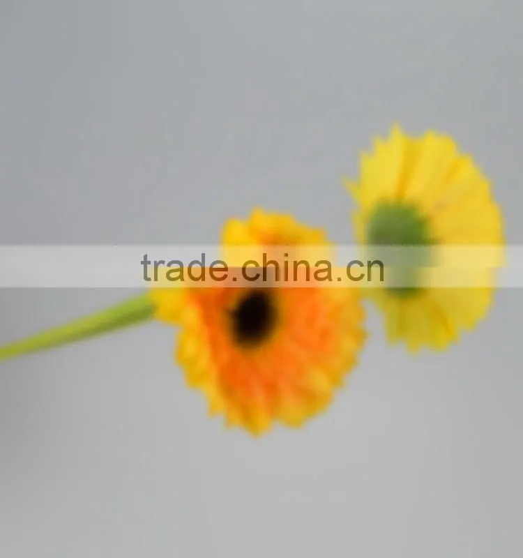 Newest Champagne products for 2016 gerbera