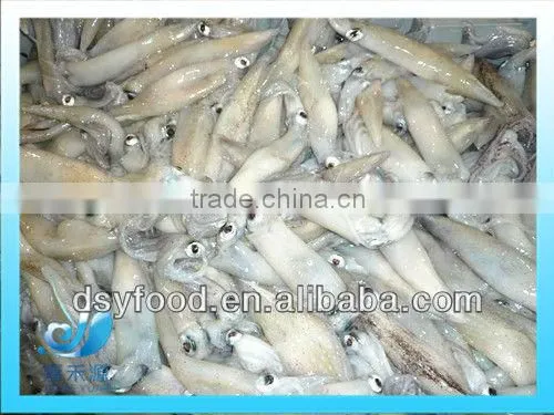 Frozen whole Califorian squid