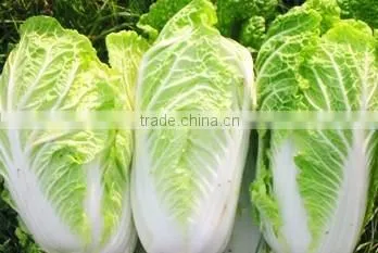 Organic Chinese cabbage