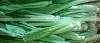 Organic fresh Chinese Cabbage Pack Choi