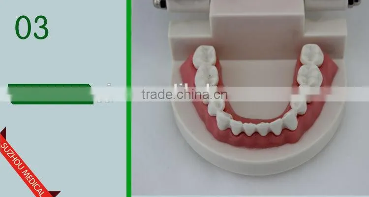 Teeth care model