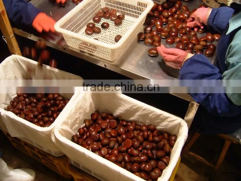 fresh chestnuts of 2016