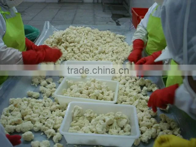 IQF frozen peeled ginger, chinese golden supplier