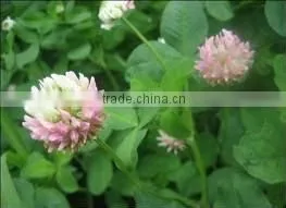 2014 GMP Qingdao BNP Sel l Top High Quality Red Clover P.E.--red clover extract powder