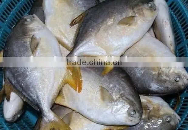 golden line pomfret frozen sea fish