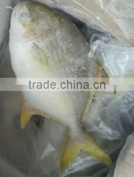 gold pomfret fish frozen seafood