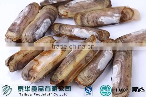 Frozen Razor Clam in Shellfish Frozen Seafood Exporters