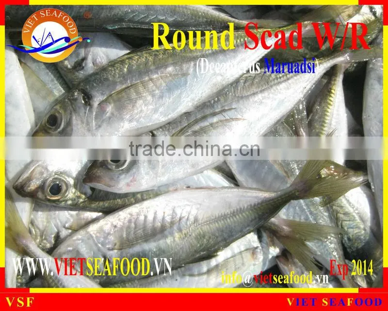 FROZEN ROUND SCAD WHOLE ROUND
