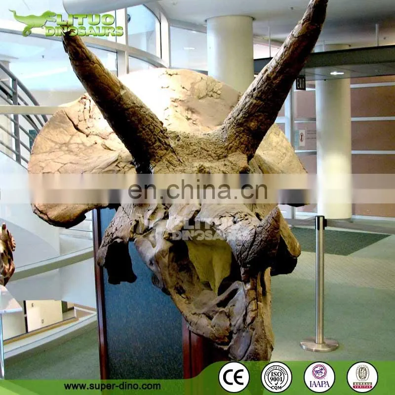 Trade Assurace High Simulation Museum T REX Skull