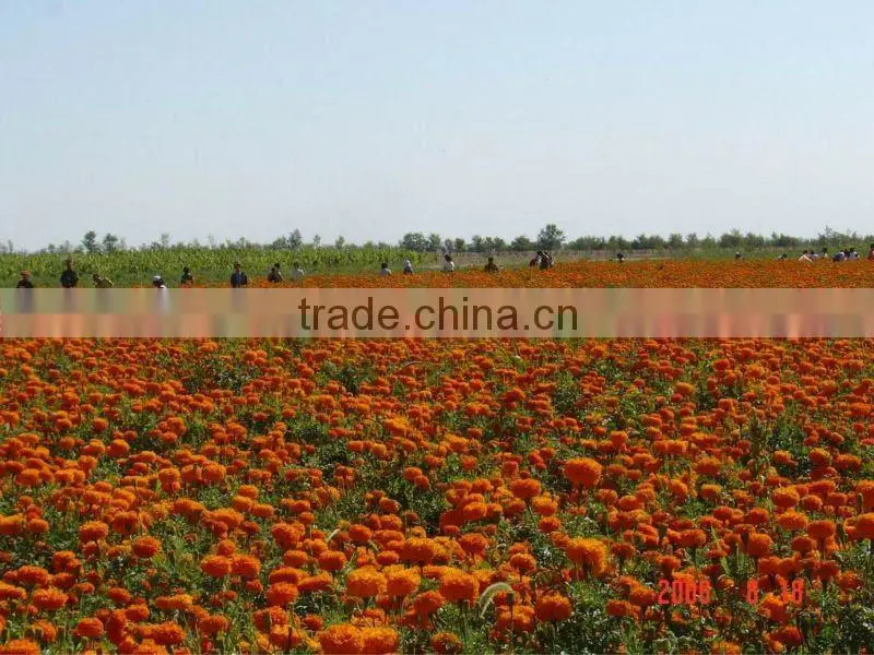 dried marigold flowers