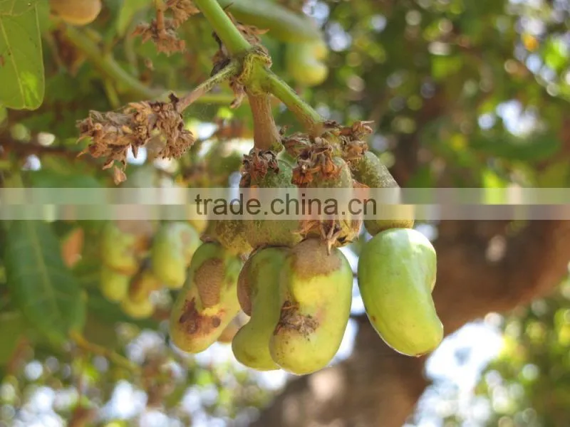 Vietnam nutritious cashew nuts for exporting