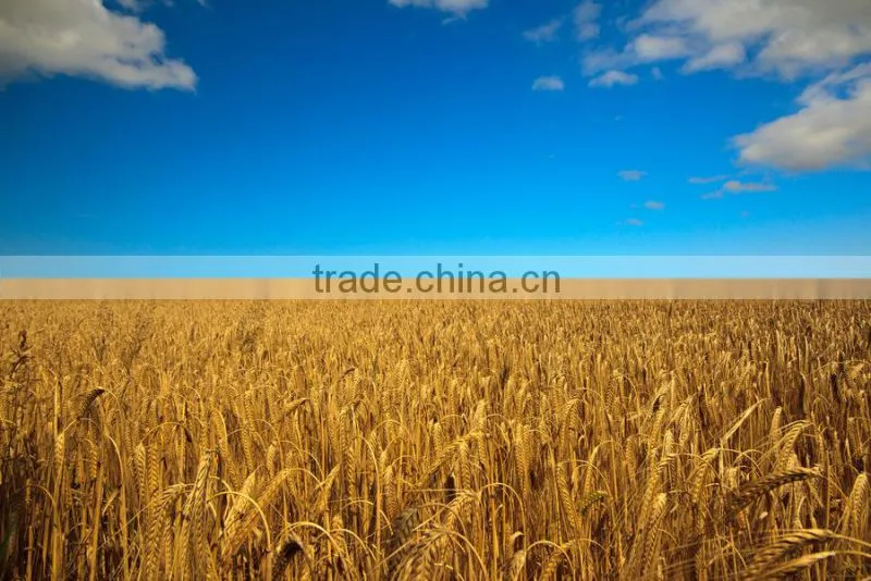 bulk container supply of 2015 crop Australian beer barley Hindmarsh