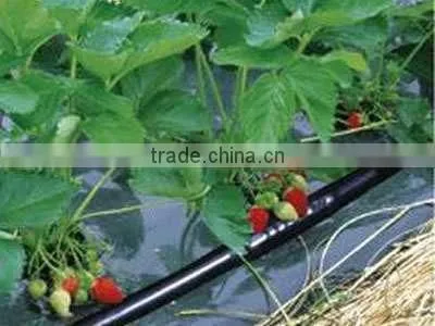 integral drip tape/drip line/irrigation tape/ PE material/XIFENG IRRIHOSE BRAND drip tape