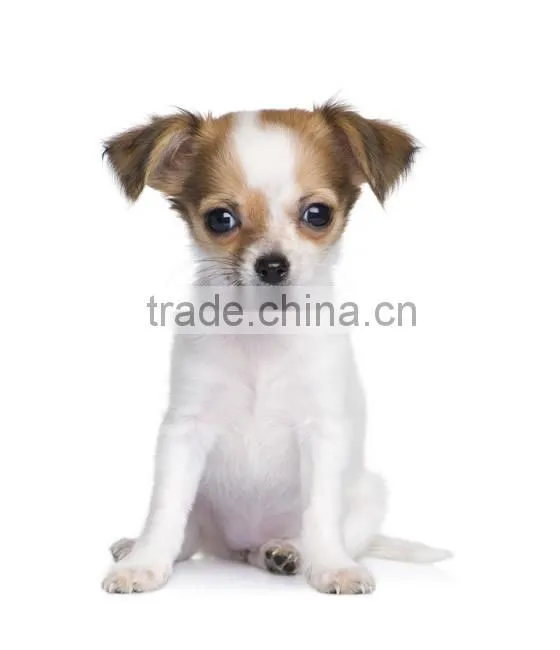 CE & ISO qpproved Laptop Ultrasound Scanner for vet use with low price
