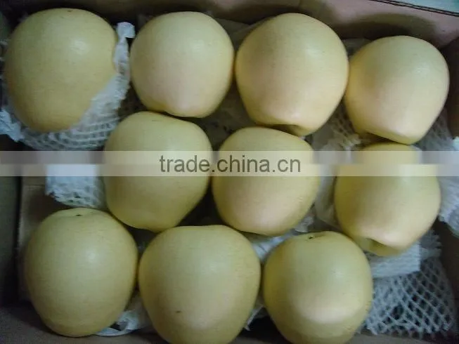 9KG Fresh Golden Pear 40-44 Size