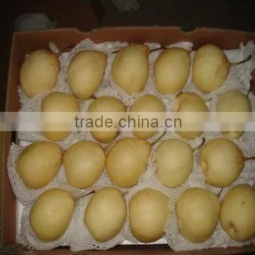 chinese yellow pears supplier