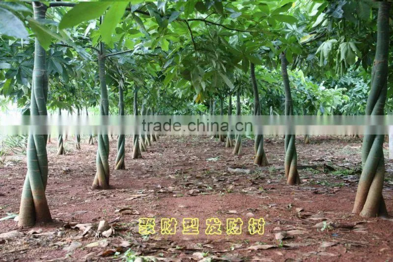 Pachira macrocarpa of indoor outdoor ornamental bonsai plants
