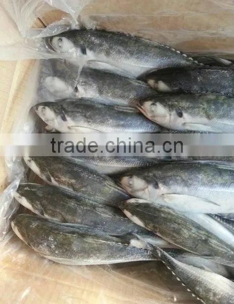 Jack mackerel fish china wholesale